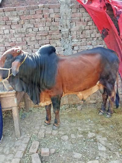 bull for sale