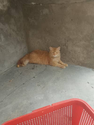 persian male cat sale