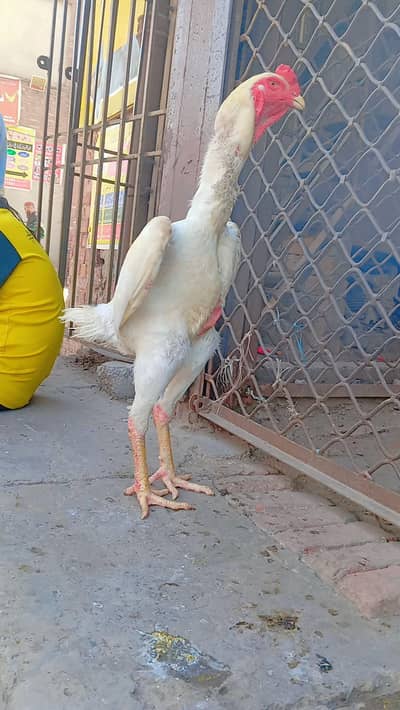 Mashallah top quality king  size Germon O Shamo male for sale