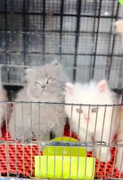 Persian cat triple kot,for sale,my WhatsApp 03481292582