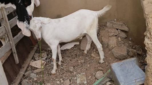 2 Teddy Bakra