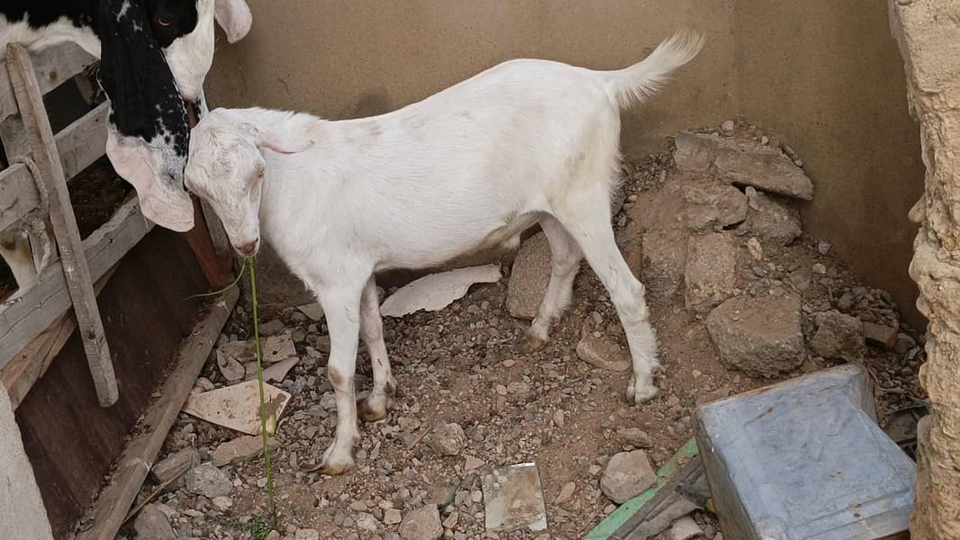 2 Teddy Bakra 0