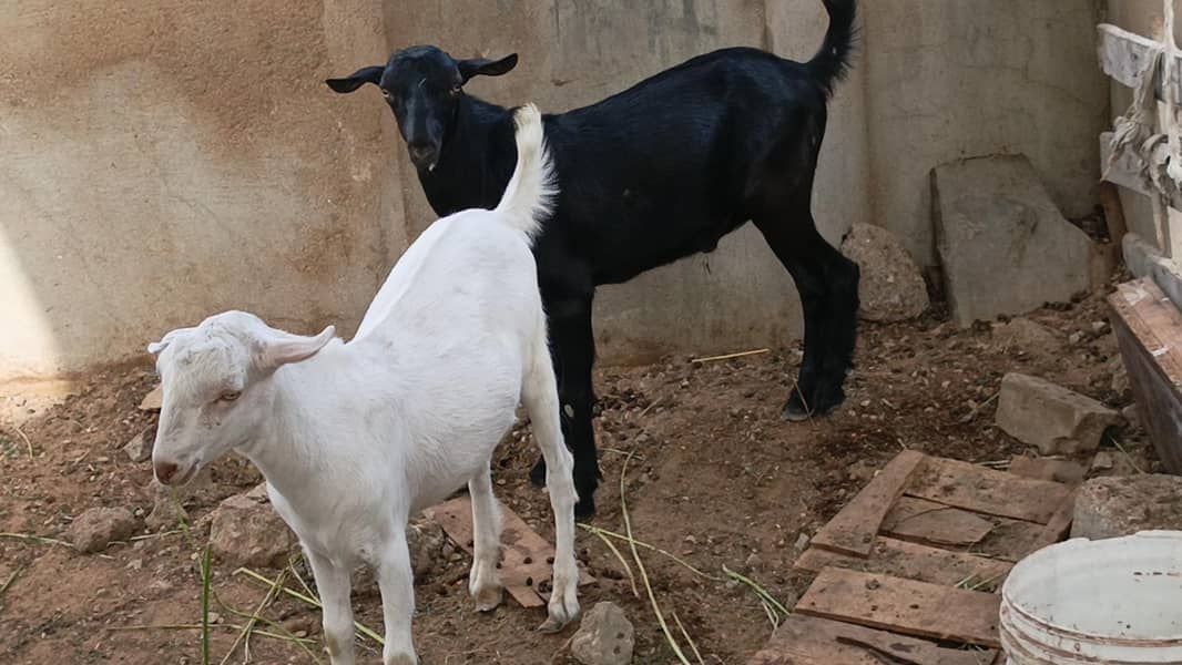 2 Teddy Bakra 1