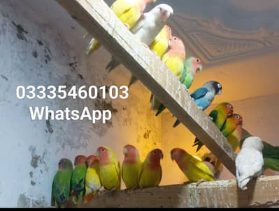 mix love birds colony