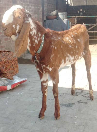 desi makkhi chenna bakra for qurbani
