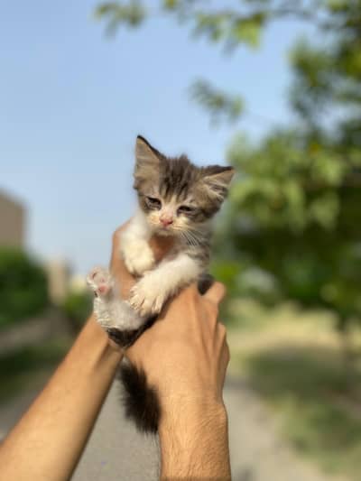 double coat Persian 5 kittens 2 months