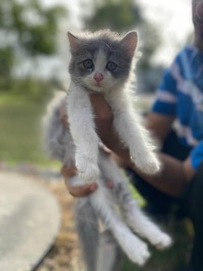 double coat Persian 5 kittens 2 months