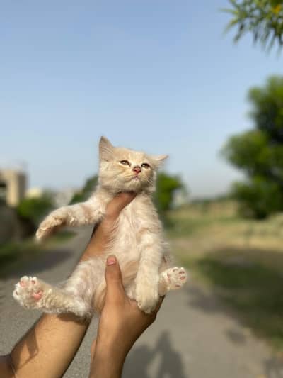 double coat Persian 5 kittens 2 months