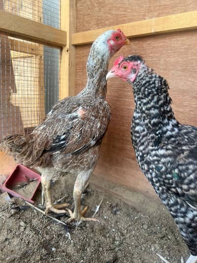 two aseel hens for sale