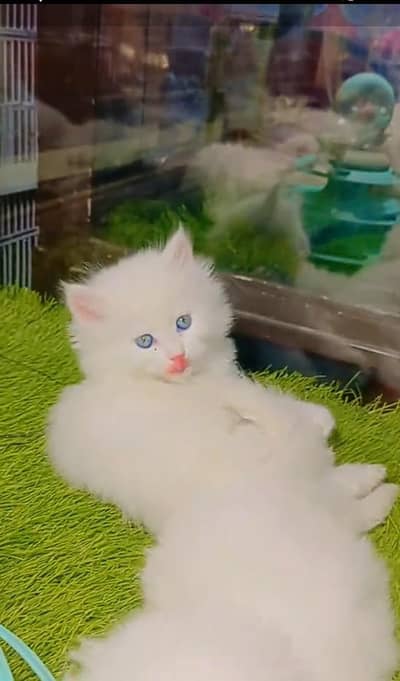 Persian cat triple kot,for sale,my WhatsApp 03481292582