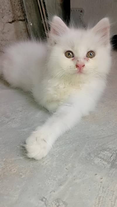 persian cat