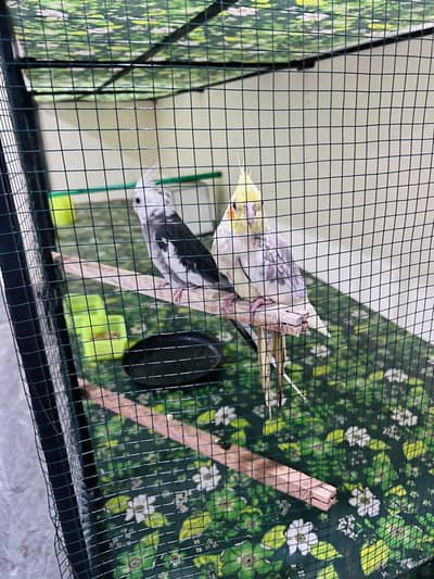 coctail pair