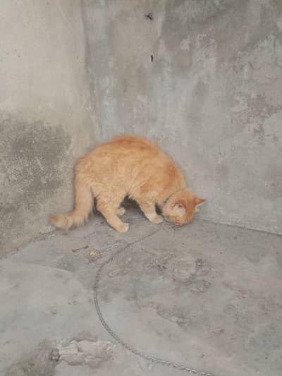 persin male cat sale