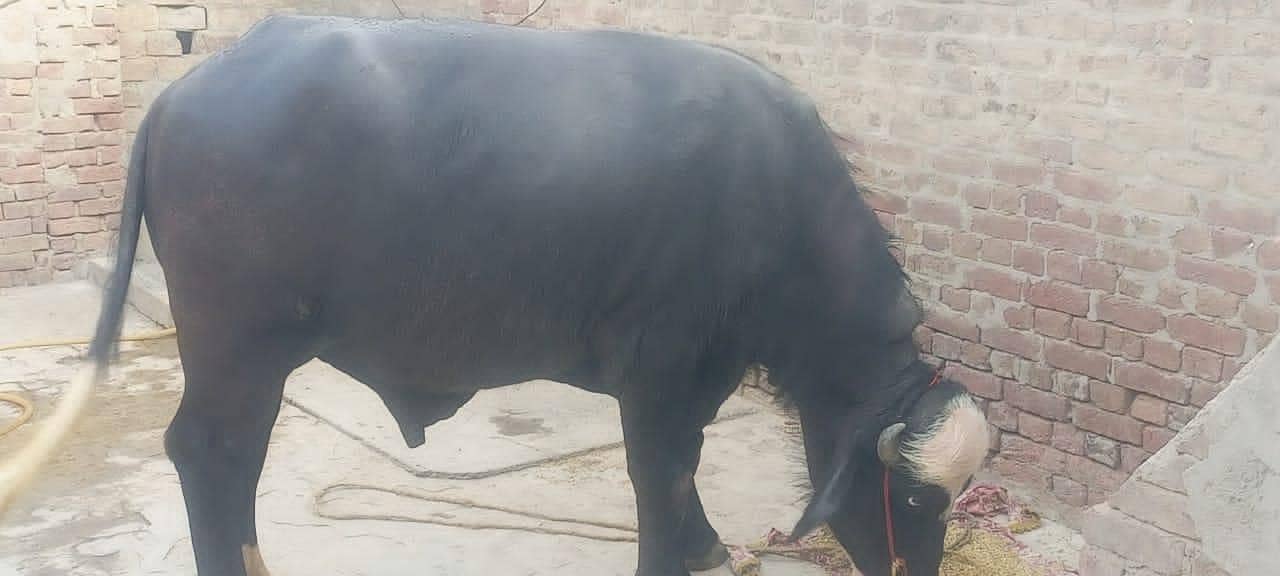 buffalo 10