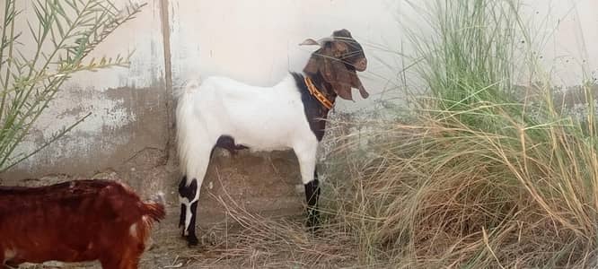 bakra fresh 6 dant | Qurbani 2026 | Aandu Bakra