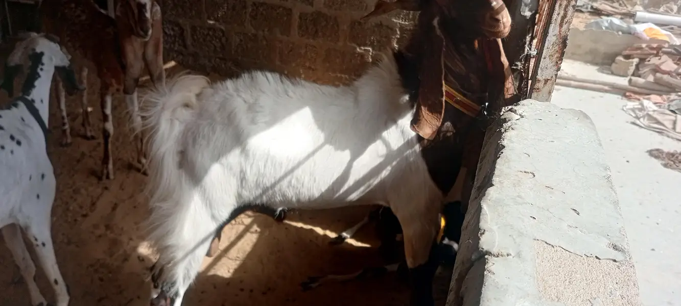 Breeder Bakra | Doodh Wali Bakriyan | Aandu Bakra — photo 6