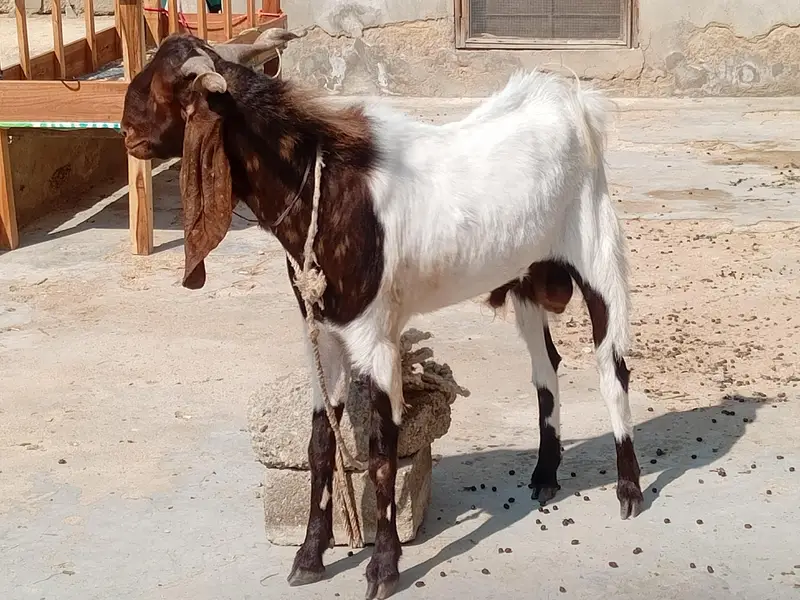 Breeder Bakra | Doodh Wali Bakriyan | Aandu Bakra — photo 7