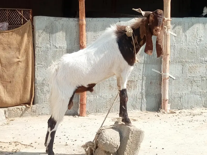 Breeder Bakra | Doodh Wali Bakriyan | Aandu Bakra — photo 8
