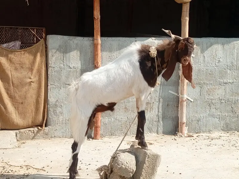 Breeder Bakra | Doodh Wali Bakriyan | Aandu Bakra — photo 9