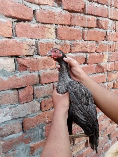 Pure Aseel Pair For Sale