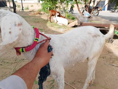 PURE 2 DANT KHASSI BAKRA FANCY BREED