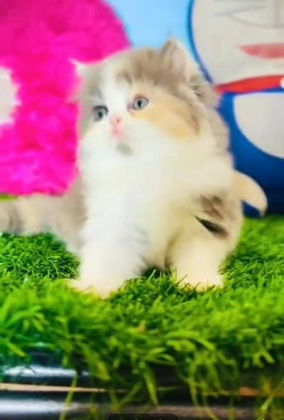 Persian cat triple kot,for sale,my WhatsApp 03481292582