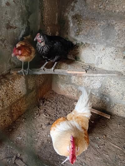 hens avalible