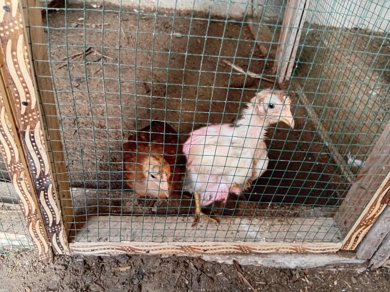 hens avalible 1