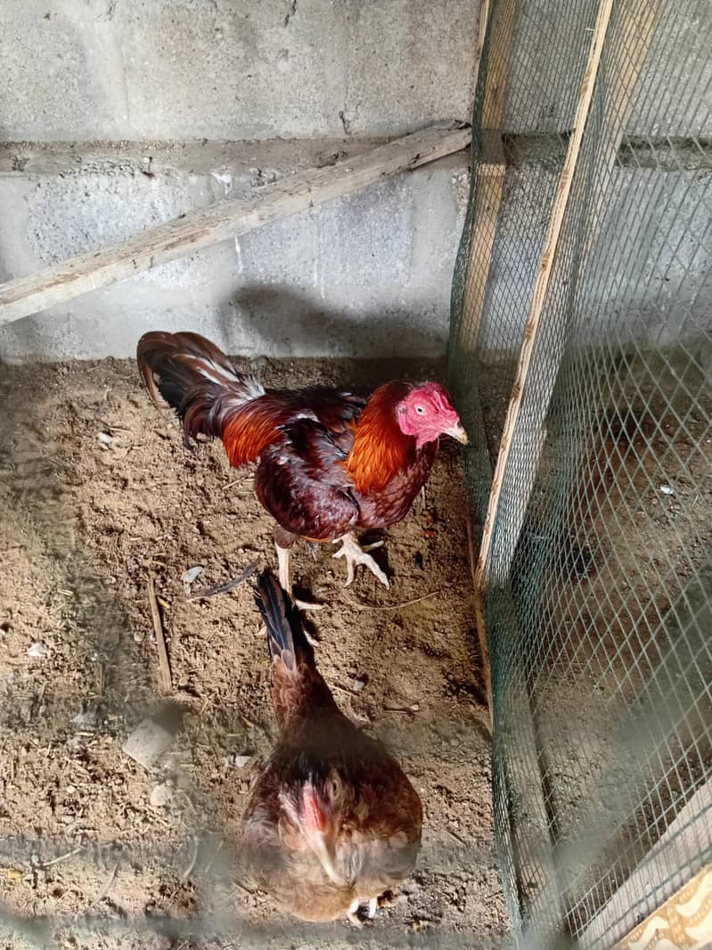 hens avalible 2
