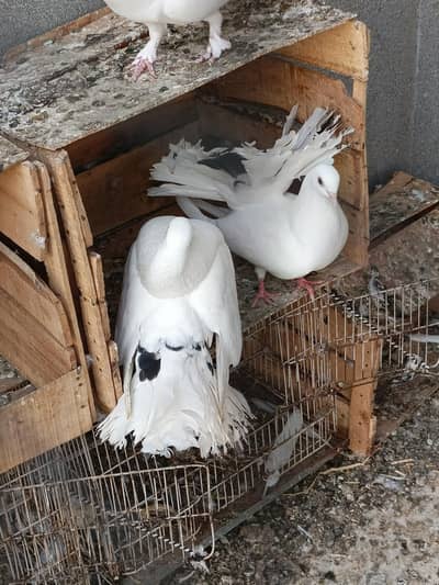 mix pigeons