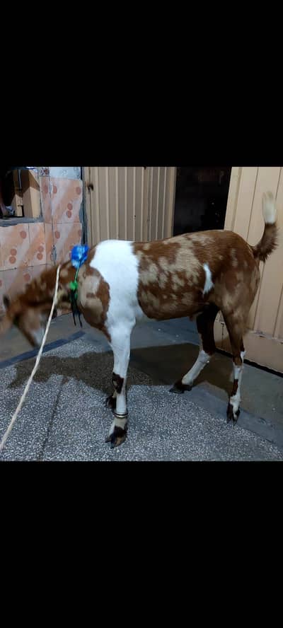 Desi Bakra Forsale. .