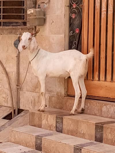 Bakra for sale ghr ka Pala HOA Bakra hai 2daant khasi