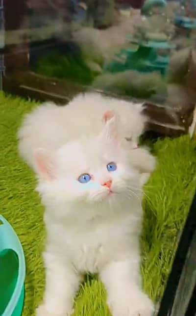 Persian cat triple kot,for sale,my WhatsApp 03481292582