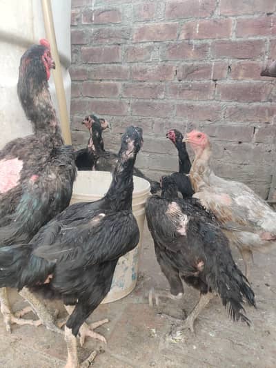 burmi pakoy chick