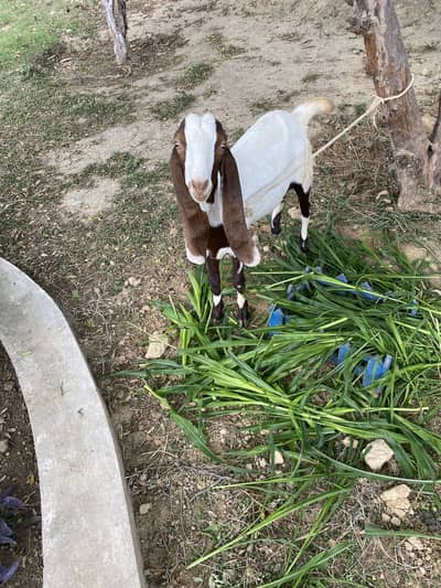 Gulabi nasal goat