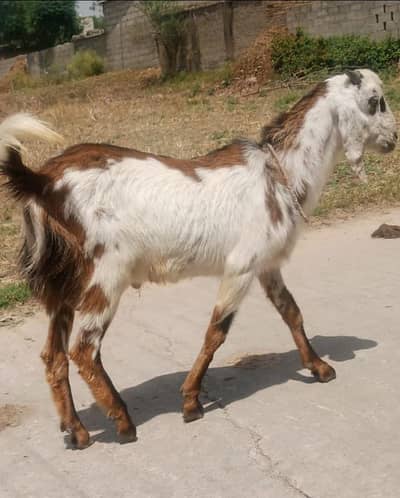 qurbani k bakry