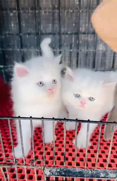 Persian cat triple kot,for sale,my WhatsApp 03481292582