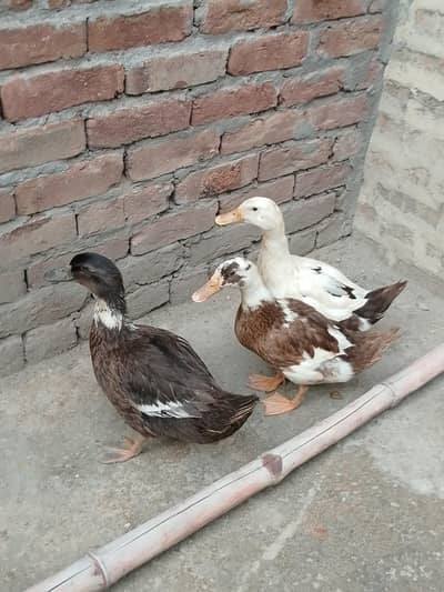 Desi Ducks for sale