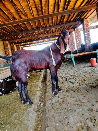 Bakra for Sale