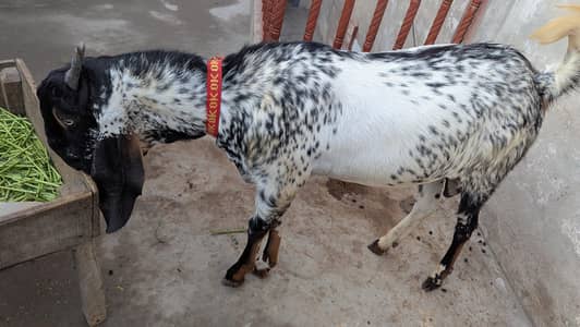 Qurbani ka Bakra For sale