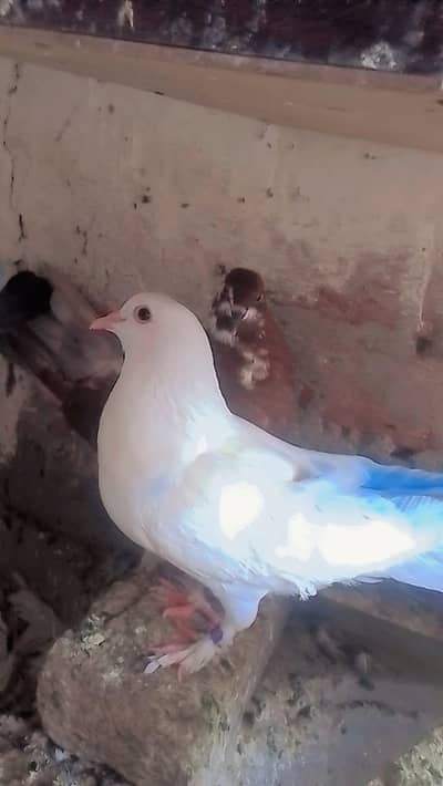 price kaleya rabata kara WhatsApp number 03020679784