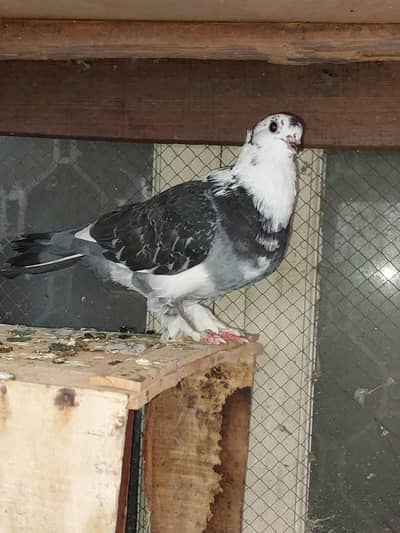 Healthy and Active  Male