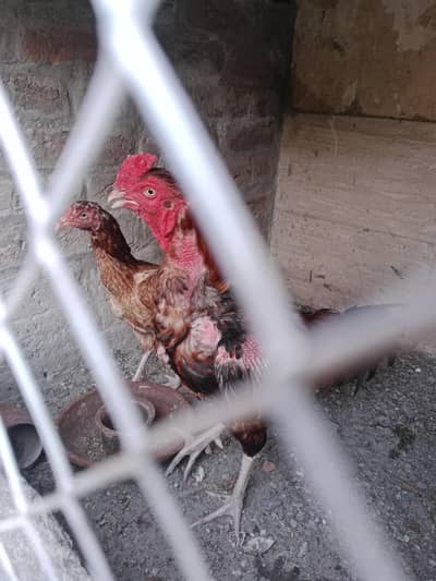 shangra aseel breeding pair