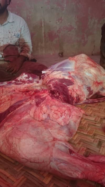 qasai Camel cow Bakra