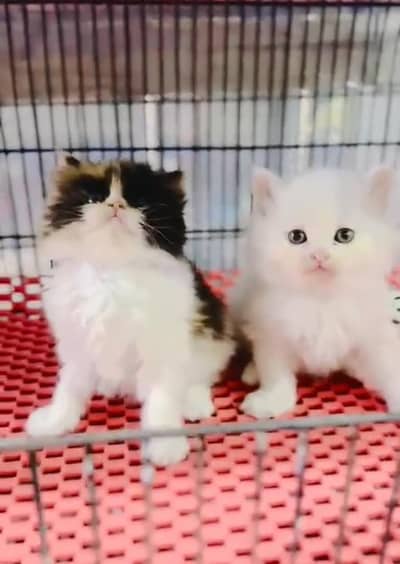 Persian cat triple kot,for sale,my WhatsApp 03481292582