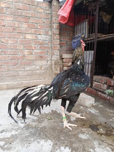 Pure Aseel one eye breeder murga