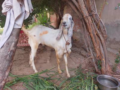 Bakra of Sale