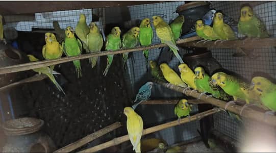 Australian breader colony for sale