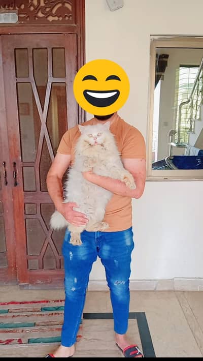 Persian pair for sale frist read add