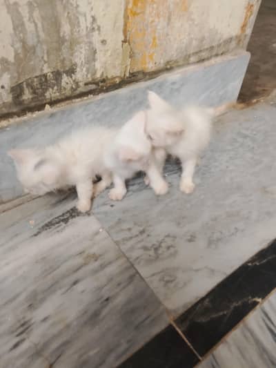 haldi cat baby for sale all ok hai koi masla nii